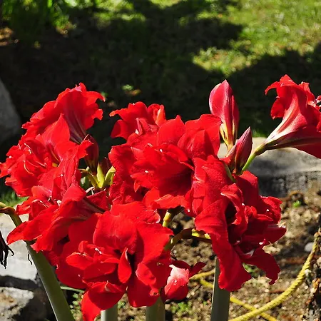 Family Апарт-отель 3*