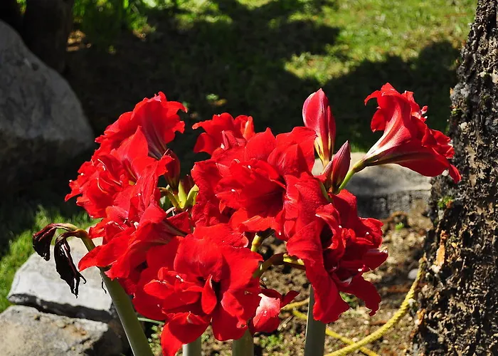 Family Lägenhetshotell 3*